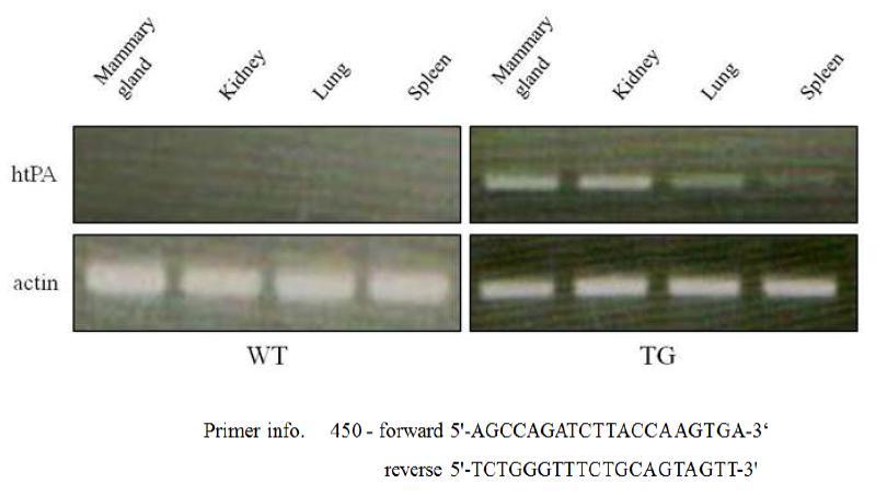 일반돼지와 htPA 형질전환돼지 유래 장기 조직의 배양중 mRNA 발현