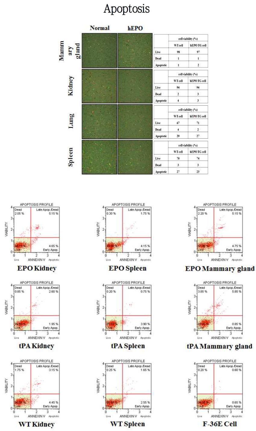 형질전환동물 유래 장기세포의 배양중 apoptosis