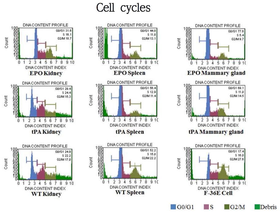 형질전환동물 유래 장기세포의 배양중 cycle 분석