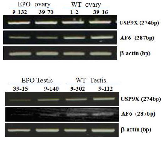 형질전환돼지(hEPO)와 일반돼지의 성 성숙 후 정소 및 난소에서의 AF-6 그리고 Usp9x의 발현