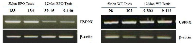 형질전환돼지(hEPO)와 일반돼지의 연령별 정소에서의 Usp9x의 발현