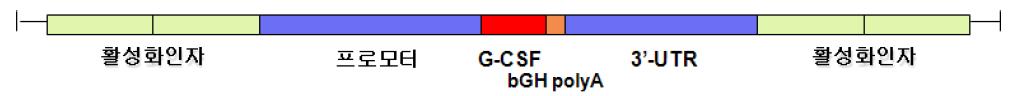 유선특이적 hG-CSF 발현벡터 모식도