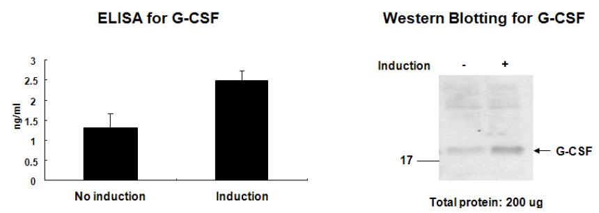 세포외로 분비되어지는 G-CSF의 량을 ELISA와 Western Blot방법으로 측정