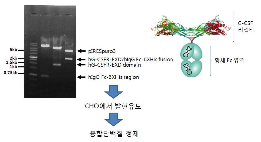 G-CSF리셉터/항체 Fc영역의 융합단백질 제작과정