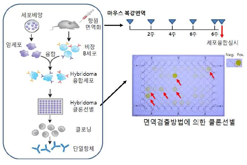 단일항체 개발과정