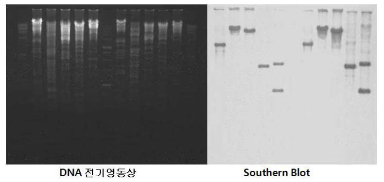 BA C 클론 Southern 분석결과