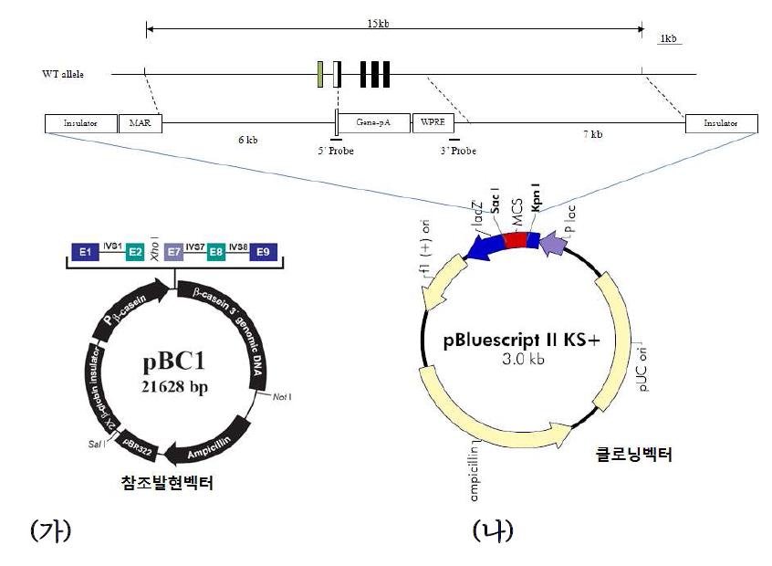 pW A P 발현벡터 모식도