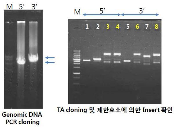 증폭된 pW A P DNA 단편들