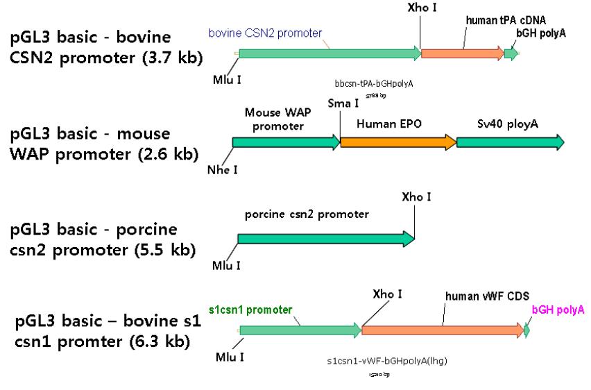 유선특이적 프로모터 벡터 모식도
