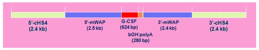 cHS4와 3-UTR (mW A P)가 추가된 유선 특이적 발현벡터 모식도