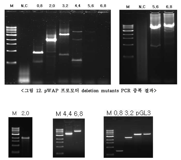 pW A P 프로모터 deletion mutants과 구축된 리포트 벡터들의 제한효소 결과