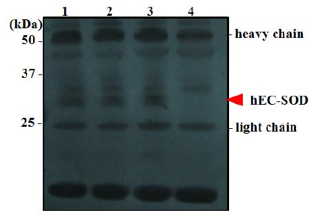 계란 흰자내의 hSOD3 단백질발현