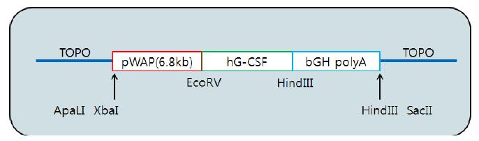 pW A P/hG-CSF 모식도