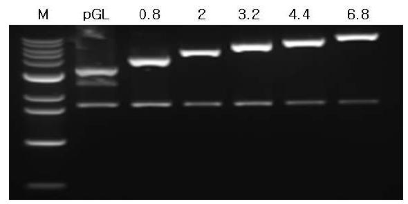 pW A P/pGL3 deletion mutants 제한효소 처리 결과