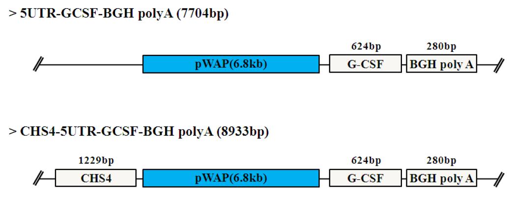 구축한 발현벡터(cHS4-pW A P-G-CSF) 모식도