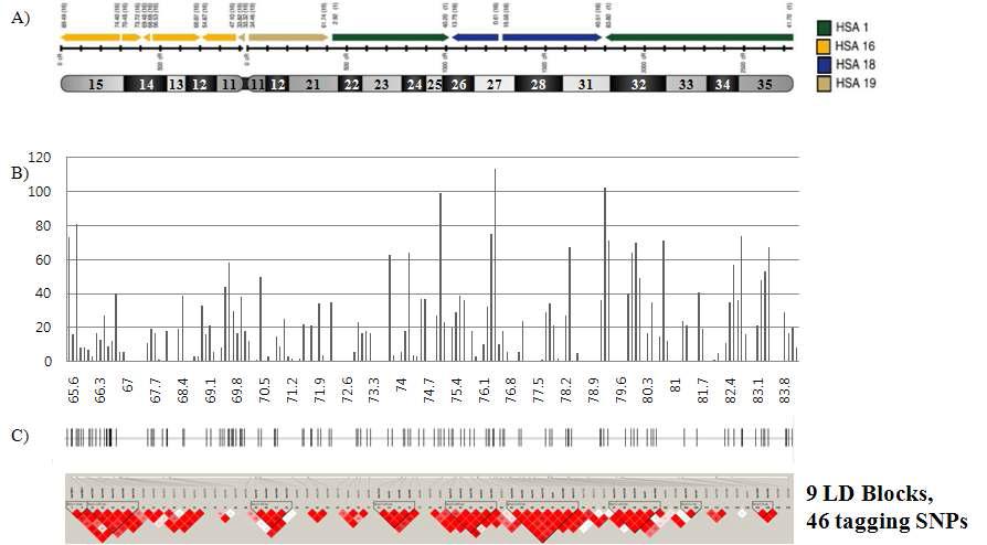돼지 6번 염색체 q32-34 영역에서 SNP 대량 발굴