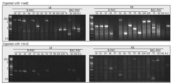 지아산틴·아스탁산틴 생성 및 증진용 벼 형질전환체의 Flanking sequencing용 PCR
