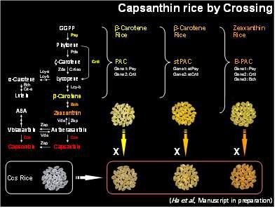 캡산틴 생성 벼를 위한 교배 전략 및 교배된 쌀 배유색 변화 결과