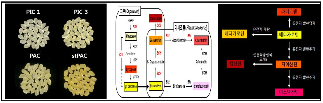 두가지 다중유전자 동시발현 기술(IRES와 2A)에 의한 다양한 함량의 베타카로틴 생성 쌀 4종(left), 카로티노이드 생합성 대사 경로(middle), 및 다단계 카로티노이드 대사공학 전략(right)
