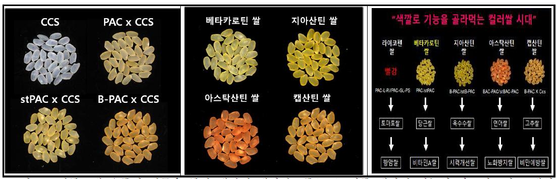 전통교배 육종의 접목을 통한 캡산틴 생성쌀 3종(left), 최종 개발된 기능성 카로티노이드 생성 컬러쌀 4종(middle) 및 예상 기능성(right)