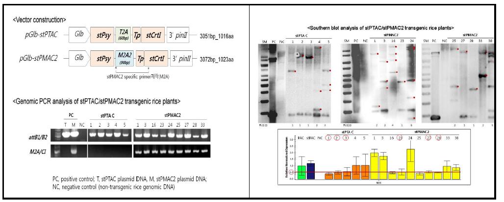 신규 2A 배열 기능 검증을 위한 운반체 및 벼 형질전환체의 genomic PCR(left) 및 Southern blot 분석/Taq-man PCR(right)