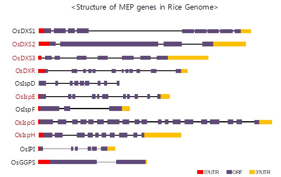 벼 genome 내 MEP 유전자의 구조