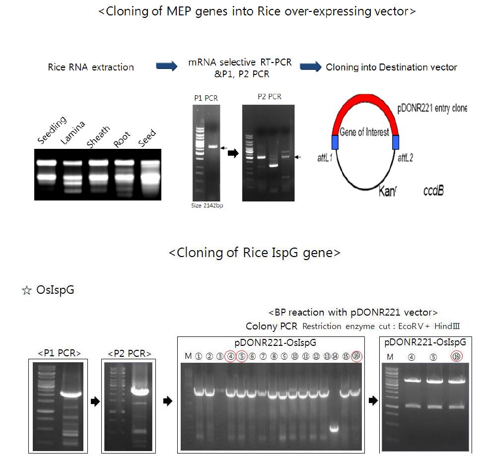 MEP 경로 관련 유전자의 RT-PCR을 통한 유전자 분리와 cloning