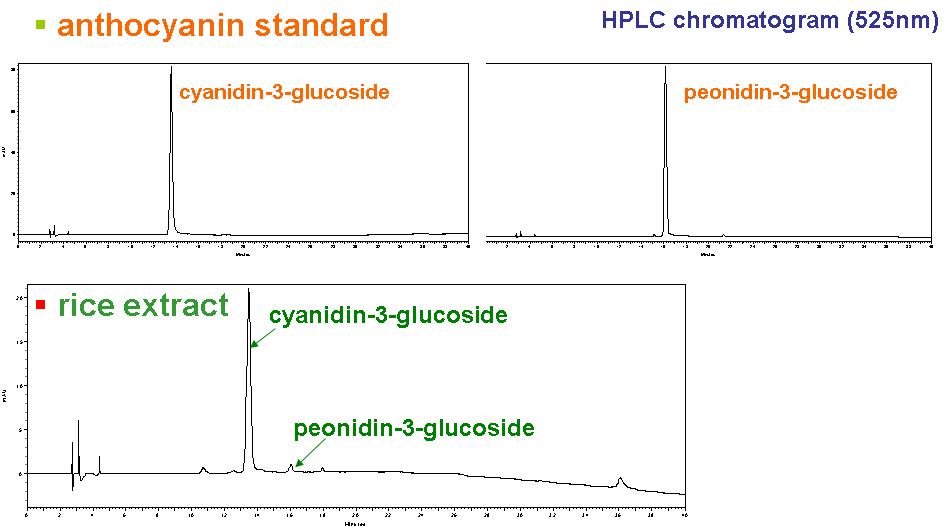 안토시아닌 표준물질과 벼 추출물의 LC 크로마토그램