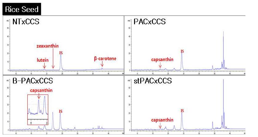 CCS 형질전환체 교배 라인으로부터 캡산틴을 포함한 카로티노이드의 HPLC 크로마토그램