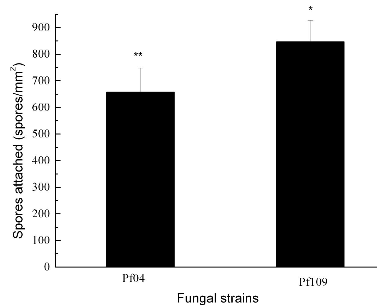 담배가루이 약충에 병원성이 다른 균주 (고병원성균 I . fumosorosea Pf04; 저병원성균 I . fumosorosea Pf109)의 약충 부착 포자수 (포자 처리 48 시간후)