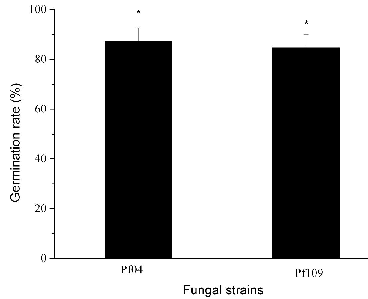 포자 처리 48 시간 후 담배가루이 약충 표면에서 고병원성균 (I . fumosorosea Pf04)과 저병원성균 (I . fumosorosea Pf109)의 포자 발아율