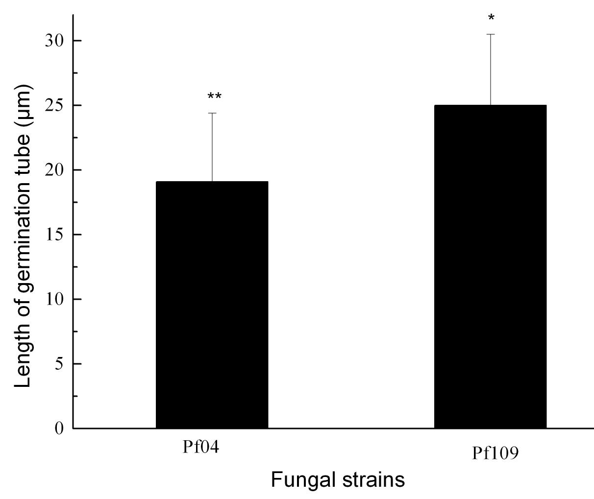 포자 처리 48 시간 후 담배가루이 약충 표면에서 고병원성균 (I . fumosorosea Pf04)과 저병원성균 (I . fumosorosea Pf109)의 발아관 크기
