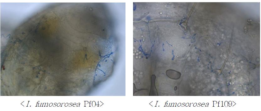 담배가루이 약충 표면에서 I . fumosorosea Pf04와 I . fumosorosea Pf109 균주 발아