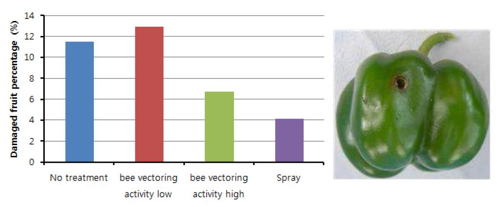 비벡터링 기술에 의한 방제시 파프리카 피해과율 및 피해과 모습
