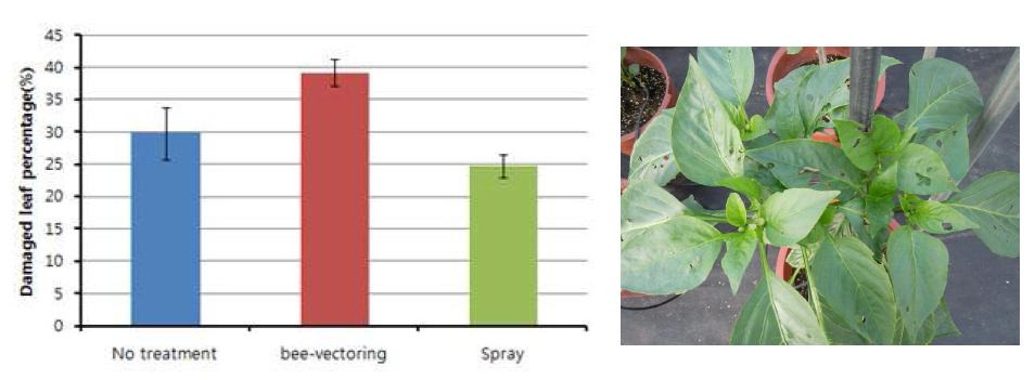 비벡터링 기술에 의한 방제시 파프리카 피해엽률과 피해엽