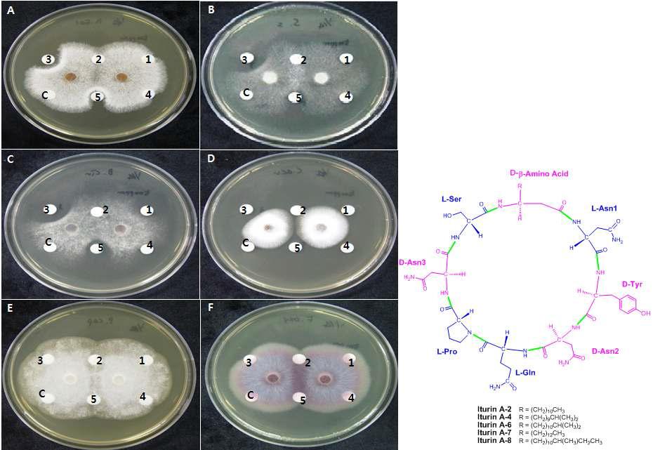 In vitro antibiosis assay of Iturin analogs derived from Bacillus vallismortis EXTN-1 against major fungal plant pathogens on PDA plates.
