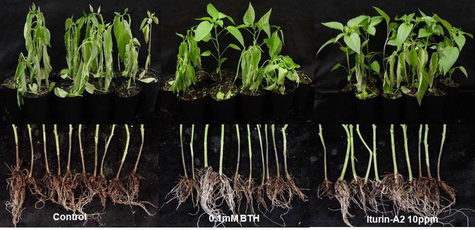 Induced suppression of disease development in chili-pepper plants against P. capsici by foliar spray with CLP derived iturin A2 from EXTN-1 at 10ppm under greenhouse conditions.