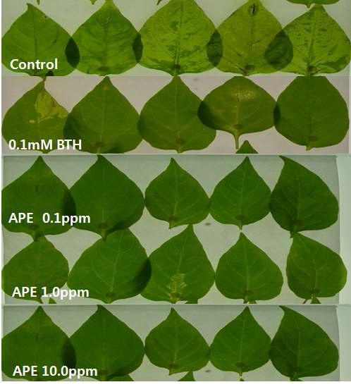 Soft rot disease protection by dipeptide APE derivatives on red-pepper plant