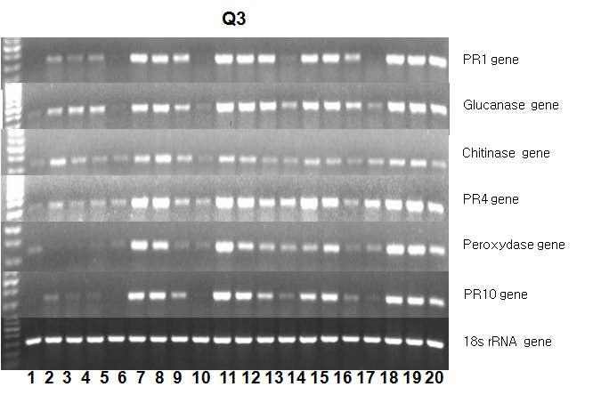 Expression of pathogenesis-related (PR) against P. capsici on third leaves of 30-day-old chili-pepper plants after treatment by foliar spray with Cyclodipeptide Q3 at 24 h.