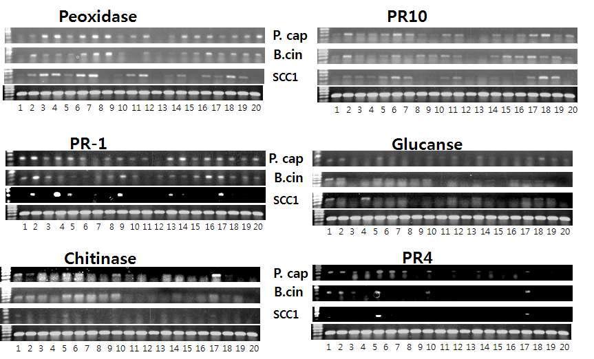 Differential defense gene activation against major plant pathogen by spray treatment Q3