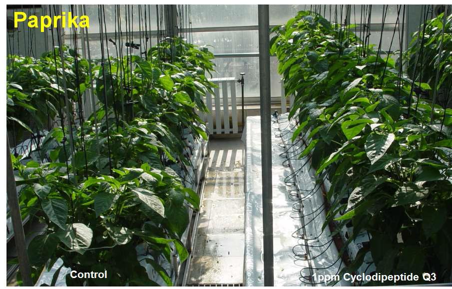 Paprika plant growth promotion by treatment of cyclic dipeptide Q3 from B.vallismortis EXTN-1
