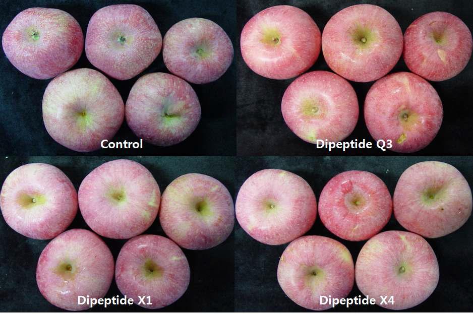 Improved color for apple quality by spray of selected dipeptides from B.vallismortis(Yaecheon 2012)