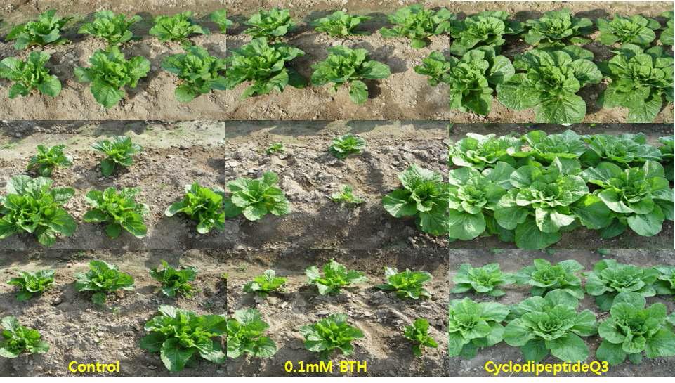 Chinese cabbage plant growth promotion by seed treatment of Cyclodipeptide Q3 isolated from B. vallismortis EXTN-1