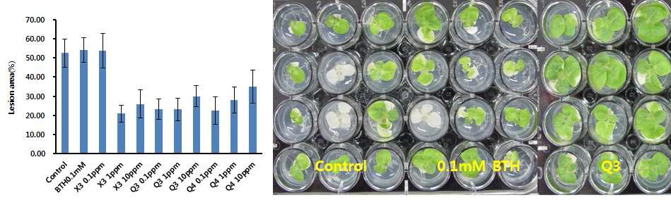Anti-chilling activity on tobacco plant by treatment of selected cyclic dipeptides(1C, 12hr)