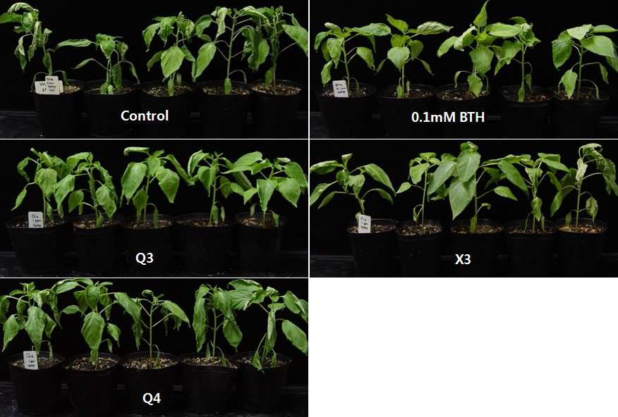 Enhancement of anti-chilling activity on red-pepper plant by spray treatment of cyclic dipeptides
