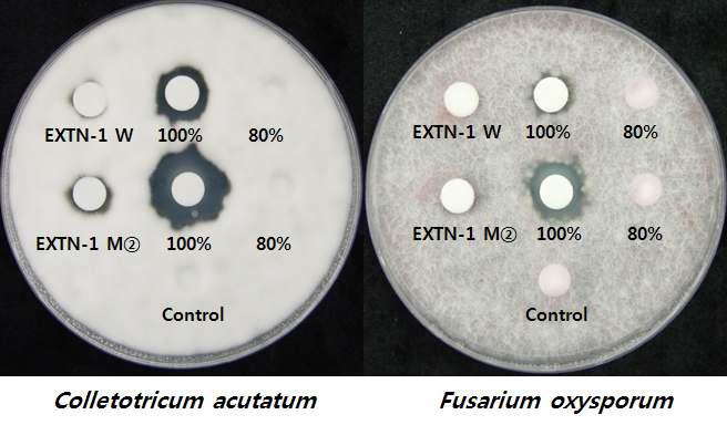 Enhanced antibiosis against Colletotricum acutatum and Fusarium oxysporum by dual culture with UV mutant strain EXTN-1M