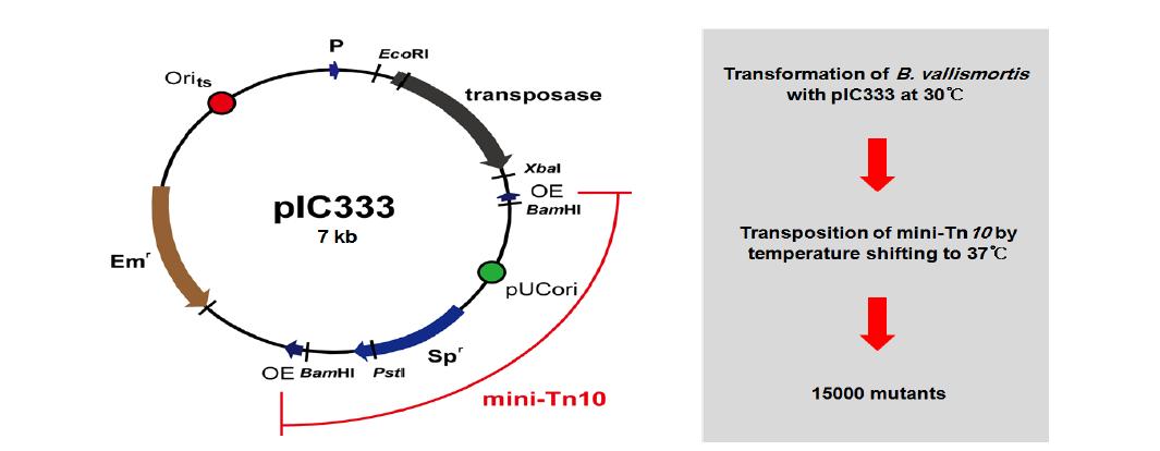Random mutagenesis of B. vallismortis using mini-Tn10 transposon