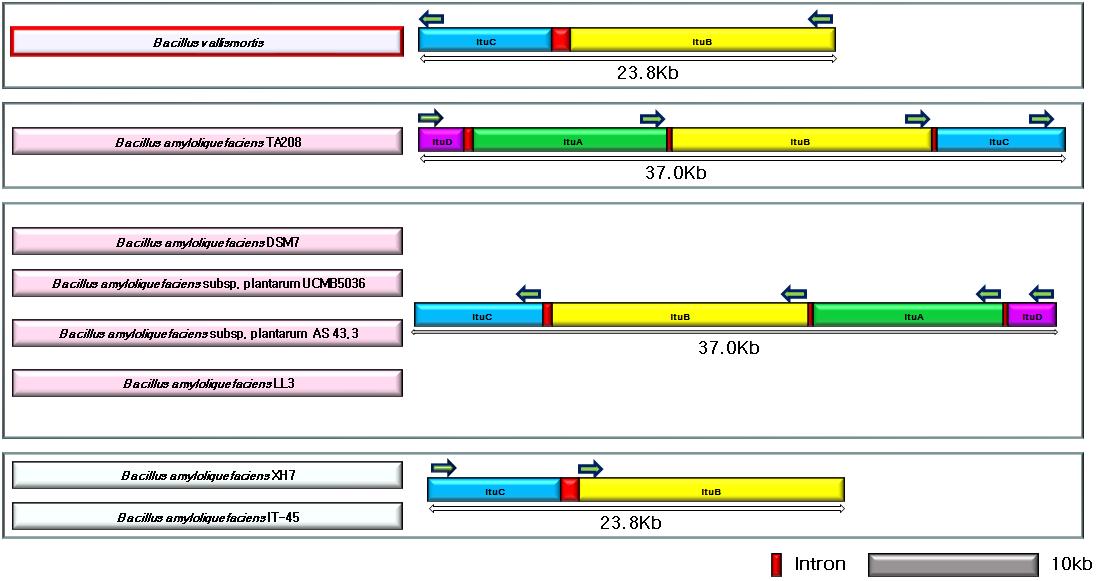 The iturin gene clusters in the strains of B. amyloliquefaciens. The B. vallismortis inturin genes have a different type from the other five strains ( pink color box ) but have the same form as both XH7 and IT-45 excluding the direction. The arrows indicate the direction of translation to express a protein.