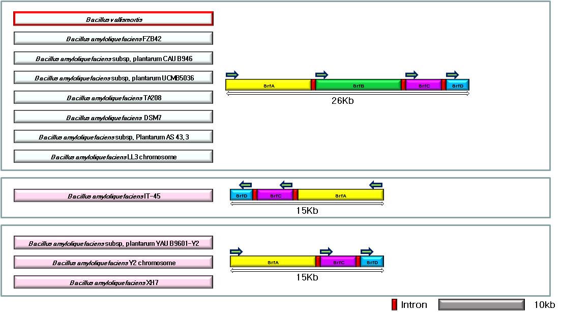 The surfactin gene clusters in the strains of B.amyloliquefaciens. The B. amyloliquefaciens has two patterns of to express a surfactin gene according to existence and nonexistence of SrfB. The Bacillus vallismortis is distinct from the four strains (pink color box ) deleted the SrfB. The arrows indicate the direction of translation to express a protein.