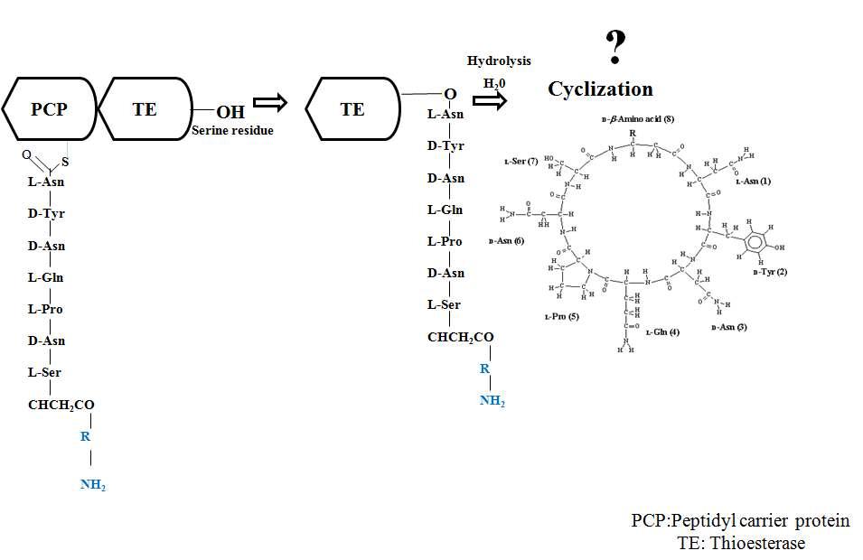 Cyclization of Iturins